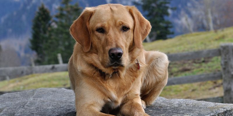 How to teach your dog to lie down in 5 steps